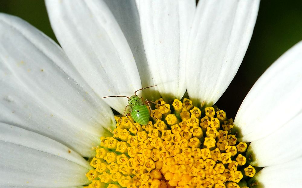 La vita in un fiore